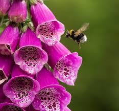 This opens in a new window. Flowers Adapt To Welcome The Birds But Not The Bees Research Highlights