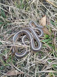 Image result for Salvadora