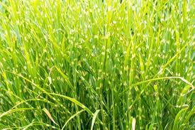 Zebragras Miscanthus Sinensis Zebrinus Pflege Schneiden Und Uberwintern Zebragras Ziergras Gras