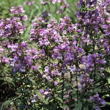 'midnight masquerade' beardtongue is a magnet for hummingbirds and butterflies! Penstemon Midnight Masquerade Garden Crossings