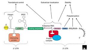 Check spelling or type a new query. Untranslated Regions Of Mrnas Genome Biology Full Text