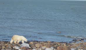 La disparition de la banquise réduit cependant leur territoire de chasse. Frontiers North Adventures Churchill 2021 Ce Qu Il Faut Savoir Pour Votre Visite Tripadvisor