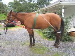 We did not find results for: How To Make A Pessoa Horses Horse Diy Horse Exercises