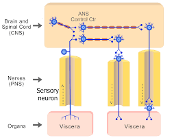 Organization Of The Autonomic System