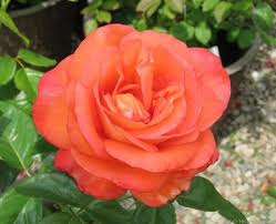 Pin By Herlinda Pineda On Rosas 1 In 2020 Rose Flowers Plants