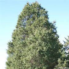 But if your trees are browning, it could be a sign that your cedars are dying. Eastern Redcedar Tree On The Tree Guide At Arborday Org