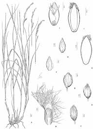 Image result for Panicum habrothrix
