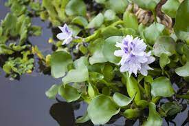 5 Simplest Tips On How To Care For A Glossy Green Water Hyacinth Water Hyacinth Hyacinth Plant Aquatic Plants