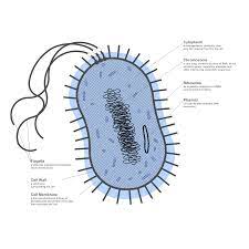 Example Image Bacteria Diagram Biology Diagrams Diagram Bacteria
