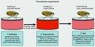 Visit our pest profile below to find out more about flea extermination and control. Fleas As Underestimated Vectors Of Agents Of Diseases Springerlink