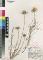 Image result for Berkheya zeyheri