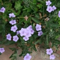 Image result for Ruellia praetermissa