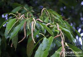 Image result for Streblus