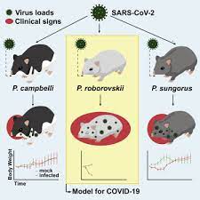 Roborovski hamsters are the smallest hamsters you can find. The Roborovski Dwarf Hamster Is A Highly Susceptible Model For A Rapid And Fatal Course Of Sars Cov 2 Infection Sciencedirect