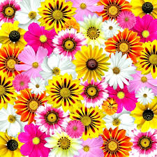 You'll also be able to find. Summer Flowers Free Stock Photos Download 15 723 Free Stock Photos For Commercial Use Format Hd High Resolution Jpg Images