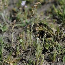 Image result for Pseudognaphalium oligandrum