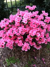 We did not find results for: Buy Flowering Shrubs Shrubs Plants Georgia Pixies Gardens