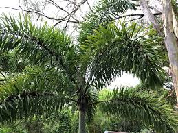 Image result for Wodyetia bifurcata