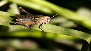These pests can cause serious damage to your system, including potential electrical problems, disconnecting / damaging ventilation, and schedule regular maintenance. Control Grasshopper Garden Damage