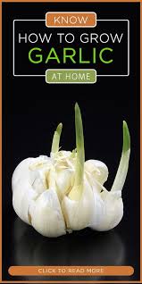 We did not find results for: How To Grow An Endless Supply Of Garlic Indoors Grow Garlic Indoors Growing Garlic Indoor Vegetable Gardening