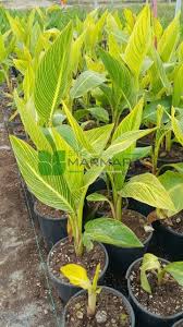 The renaming fate of pretoria canna was originally named, bengal tiger, that produced orange flowers and orange stripes. Orange Flowered Variegated Canna Lily Pretoria Canna Americanallis Variegata Canna Pretoria Cannaceae Sms Marmara Group