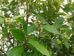 Epingle Sur Huiles Essentielles Essential Oils