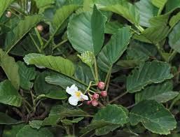 Image result for Dillenia