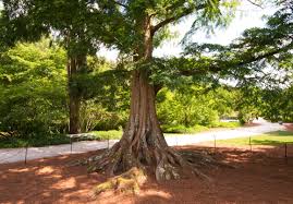 Dawn redwood is a specimen tree with quite a history. Dawn Redwood Clark Brothers Nursery