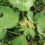 Image result for Triumfetta cordifolia