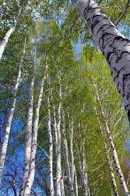 Maybe you would like to learn more about one of these? Spring In Birch Tree Woods Royalty Free Stock Photos Spon Tree Woods Spring Birch Ad Birch Tree Photo On Wood Stock Photos