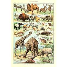 Amazon Com Vintage Poster Print Art Wild Animals