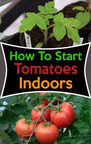 Starting Tomatoes Indoors Easy Step By Step Proccess Growing Tomatoes From Seed Growing Tomatoes In Containers Growing Tomatoes