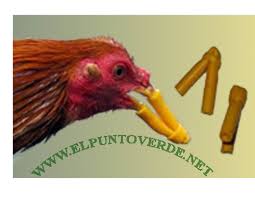 Resultado de imagen de articulos de gallos de pelea