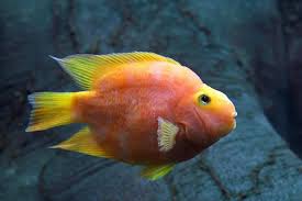 Baby birds that depend on their parents for food are called altricial birds. Complete Blood Parrot Cichlid Care Guide The Unique Hybrid Fishkeeping World