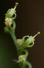 Image result for Cyphostemma congestum