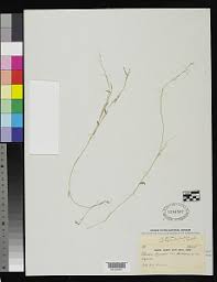Image result for Panicum hymeniochilum