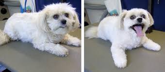 We offer stress free grooming services for your. Mobile Dog Grooming Cuts Time And Fur Healthy Paws Pet Insurance