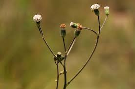 Image result for Senecio hochstetteri