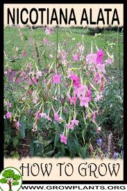 It also comes in a variety of colors and sizes. Nicotiana Alata How To Grow Care