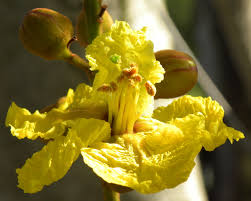 Image result for Limeum pterocarpum