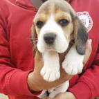 Beagle puppy price & cost range. How much are Beagle ...