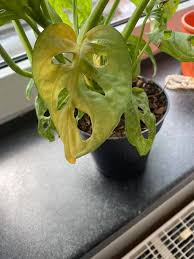 Learning of its processes and functions could lead to further studies in transgenic research and increased agricultural. What Is Monstera Mosaic Disease Monstera Plant Resource