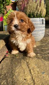 Visit our available puppies page to see the baby pictures of our baby cavapoo's. Toy Cavapoo Puppies Home Facebook