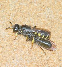 Image result for Crabbea velutina