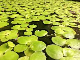 11 Amazon Frogbit Limnobium Laevigatum Healthy Floating Aquatic Plant Freshwater Aquarium Plants Aquatic Plants Planted Aquarium