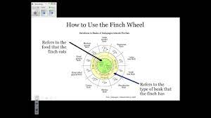 This pdf book contain beaks of finches lab answer key guide. Regents Review Beaks Of Finches State Lab Youtube