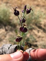 Image result for Congolanthus