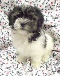 Jennifer is a fully accredited veterinarian licensed in north carolina. Havanese Puppy For Sale In Winston Salem Nc Adn 39831 On Puppyfinder Com Gender Male Age 9 Weeks Old Havanese Puppies Havanese Puppies For Sale Puppies