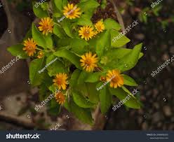 Image result for Aspilia