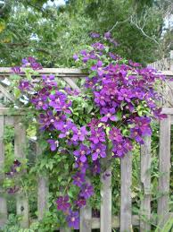 Check spelling or type a new query. Potted Garden Plants Ideal For Cottage Gardens 1 X 3 Litre Pot Fences Patio And Containers Thompson Morgan Hardy Perennial Clematis Avalanche Early Flowering Evergreen Climber Walls Home Garden Store
